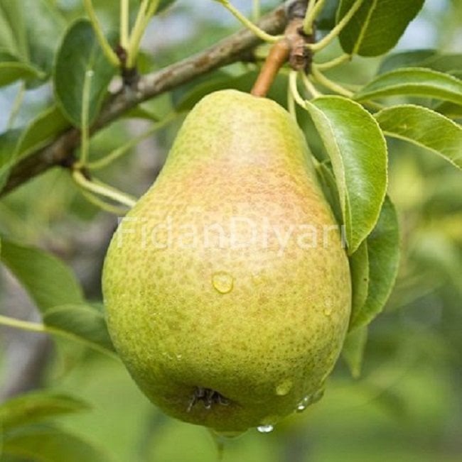 Açık Köklü Rıza Bey Armut Fidanı