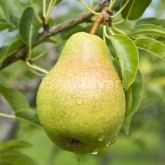 Açık Köklü Rıza Bey Armut Fidanı