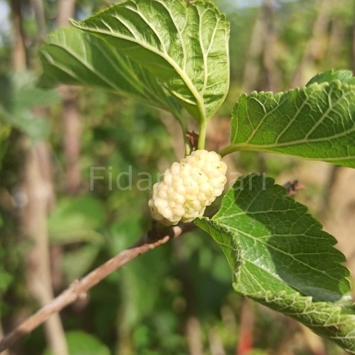 Kurutmalık Beyaz Dut Fidanı 150-200 cm, 5-6 Yaş Tüplü/Saksılı