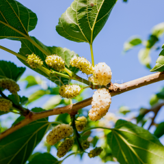 Kurutmalık Beyaz Dut Fidanı 150-200 cm, 5-6 Yaş Tüplü/Saksılı