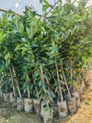 Yediveren Limon Fidanı 120-150 cm, 4 Yaş Saksılı