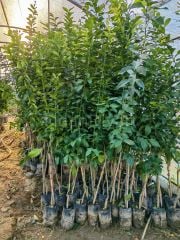 Yediveren Limon Fidanı 120-150 cm, 4 Yaş Saksılı