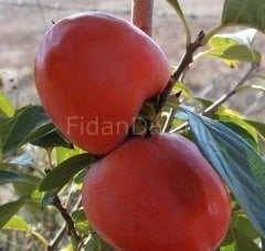 Açık Köklü Roje  Brillante Trabzon Hurması Fidanı