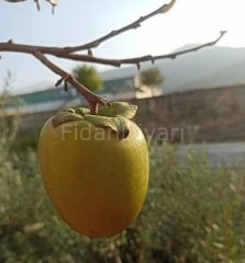 Açık Köklü Roje  Brillante Trabzon Hurması Fidanı