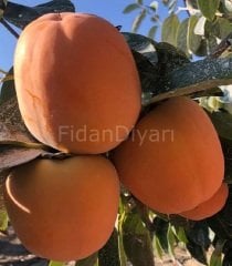 Açık Köklü Roje  Brillante Trabzon Hurması Fidanı