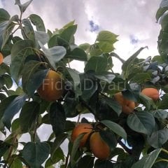 Açık Köklü Roje  Brillante Trabzon Hurması Fidanı