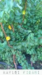 Açık köklü Roxana kayısı fidanı