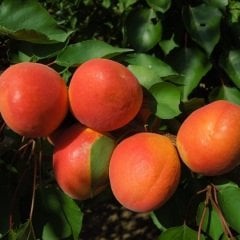 Açık köklü Roxana kayısı fidanı