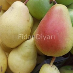 Açık köklü Santa Maria Armut fidanı