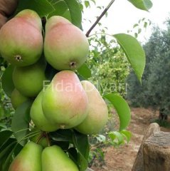 Açık köklü Santa Maria Armut fidanı