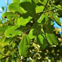 Laurus nobilis Defne Fidanı, 120+ cm, 3 Yaş, Tüplü/Saksılı