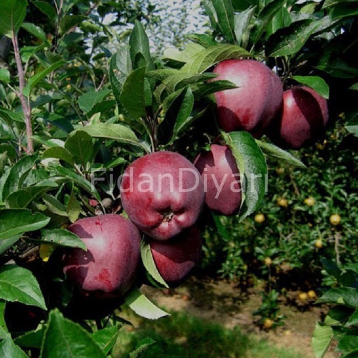 Açık köklü Scarlet Spur Elma Fidanı