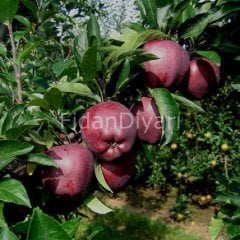 Açık köklü Scarlet Spur Elma Fidanı