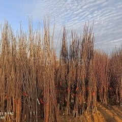 Açık köklü Şekerpare kayısı fidanı