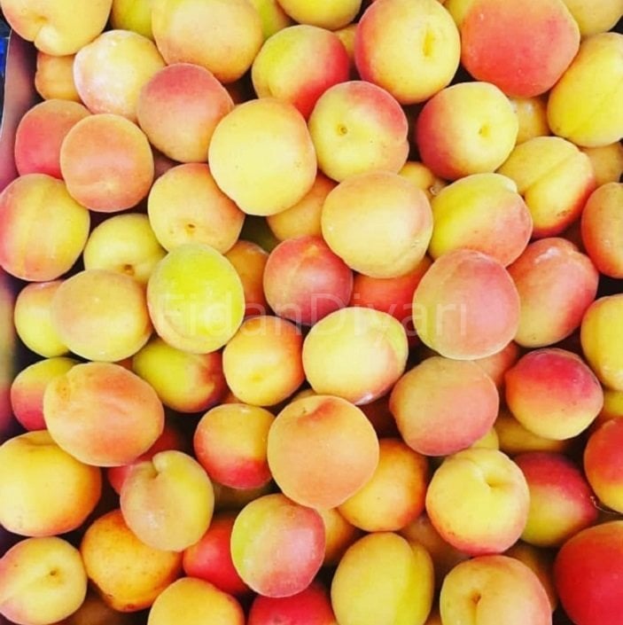 Açık köklü Şekerpare kayısı fidanı