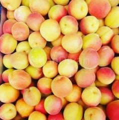 Açık köklü Şekerpare kayısı fidanı