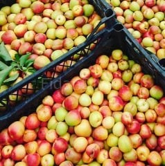 Açık köklü Şekerpare kayısı fidanı