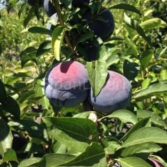 Açık Köklü Show Time Erik Fidanı