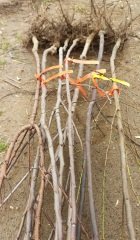 Açık Köklü Spring Lady Şeftali Fidanı