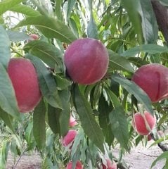 Açık Köklü Spring Lady Şeftali Fidanı