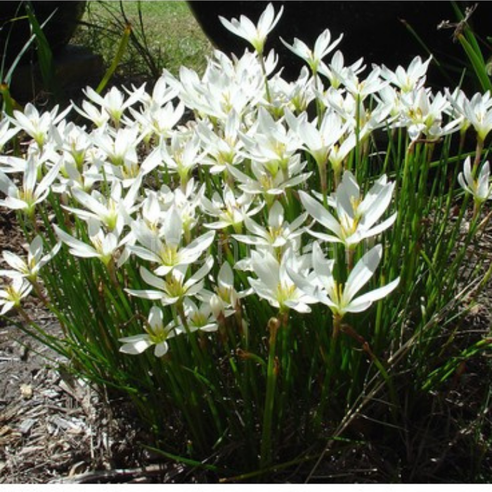 Beyaz Zıpçıktı, (Zephyranthes candida)Saksılı