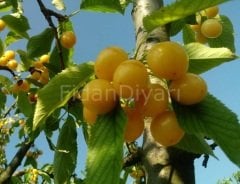 Açık köklü Starks Gold (beyaz kiraz) Fidanı