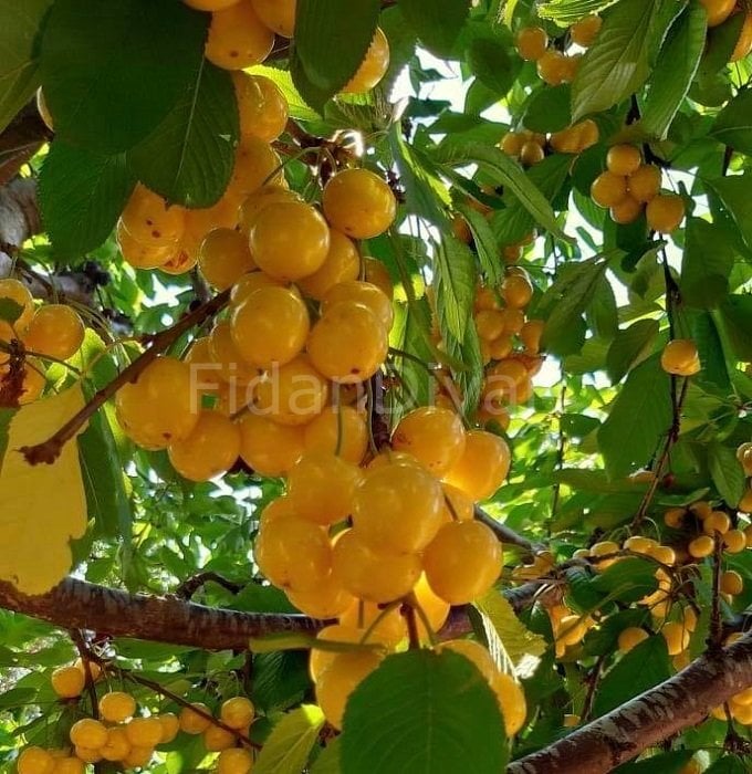 Açık köklü Starks Gold (beyaz kiraz) Fidanı