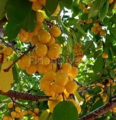 Açık köklü Starks Gold (beyaz kiraz) Fidanı