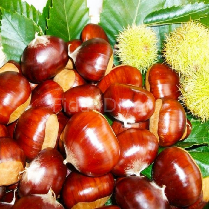 Aşılı Işıklar Kestane Fidanı, 100+ cm, Tüplü/Saksılı