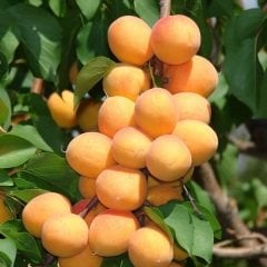 Açık köklü Erkenci Kayısı fidanı