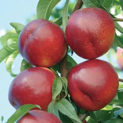 Açık Köklü Venüs Nektarin Fidanı