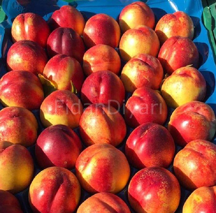 Açık Köklü Venüs Nektarin Fidanı