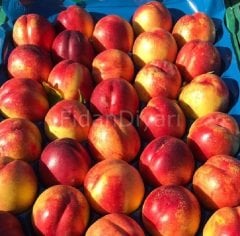 Açık Köklü Venüs Nektarin Fidanı