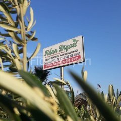 Açık köklü Williams armut fidanı