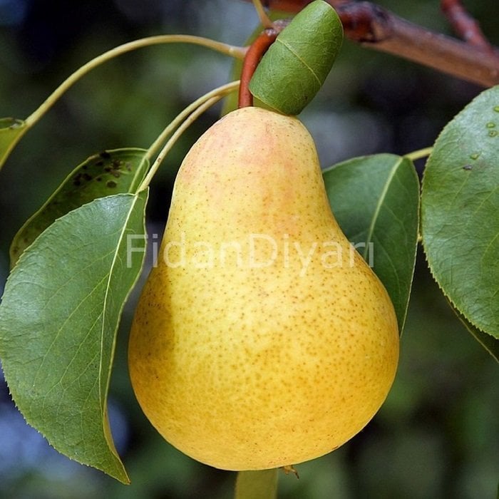 Açık köklü Williams armut fidanı