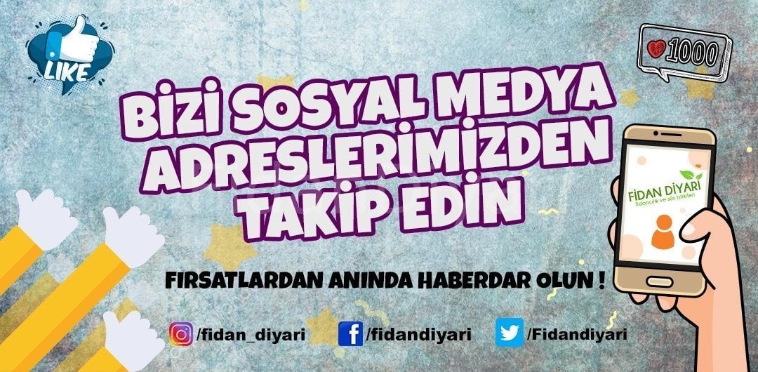 Açık köklü Meyvesiz Yaprak Dut Fidanı