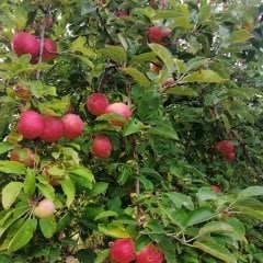 Amasya Elma Fidanı 80-120 cm,Tüplü/Saksılı