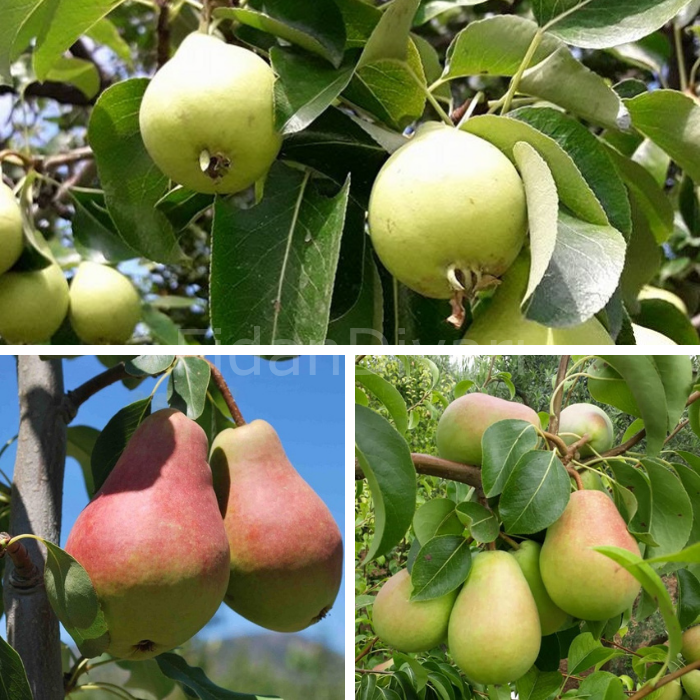 Açık Köklü Yazlık Armut Paketi
