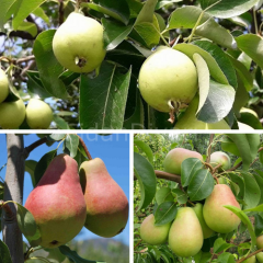 Açık Köklü Yazlık Armut Paketi