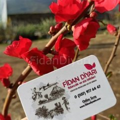 Açık köklü Ziraat 0900 kiraz fidanı