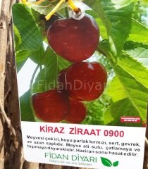 Açık köklü Ziraat 0900 kiraz fidanı