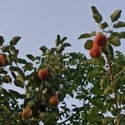 June Beauty-Haziran Güzeli Armut Fidanı, 120-150 cm, 3 Yaş,Tüplü/Saksılı