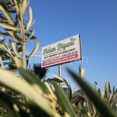 Açık köklü Texas Badem fidanı,Soğuğa dayanıklı