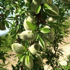 Açık köklü Texas Badem fidanı,Soğuğa dayanıklı