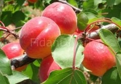 Erkenci Kayısı Fidanı 120-150 cm, 4 Yaş, Saksılı