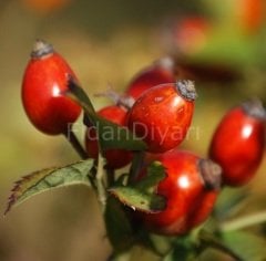 Rosa Canina Inermis Kuşburnu Fidanı, 40-50 cm Tüplü/Saksılı