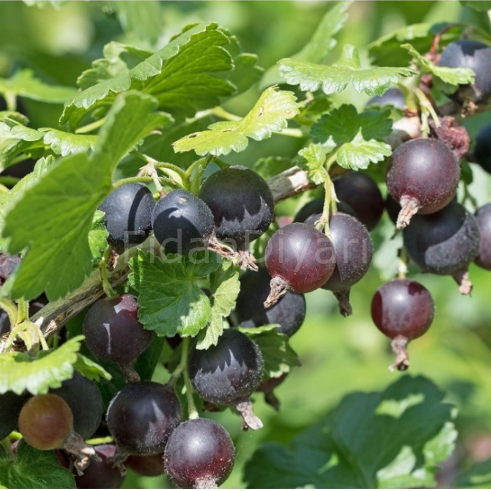 Siyah Frenk üzümü fidanı, 20-25 cm, Saksılı
