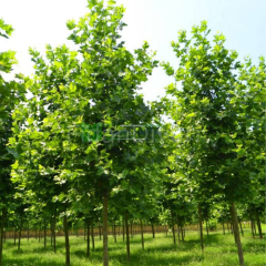 Batı Çınarı Ağacı, 60-80 cm, Tüplü/Saksılı