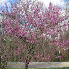 Erguvan Ağacı Fidanı, 60-80 cm, Tüplü/Saksılı