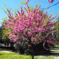 Erguvan Ağacı Fidanı, 80-120 cm, Tüplü/Saksılı